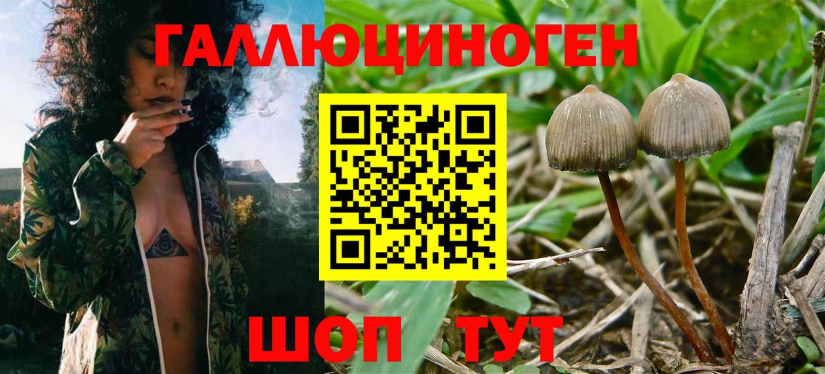 Псилоцибиновые грибы мицелий Усть-Илимск